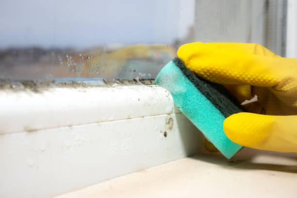 Best Mold Testing  in Big Sky, MT