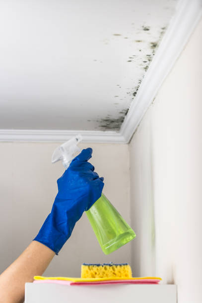 Best Fast Mold Removal  in Big Sky, MT